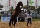EXPOAGRO EN CORRIENTES: LOS CABALLOS, UNA DE LAS GRANDES ATRACCIONES