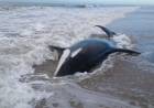 BUENOS AIRES: HAY 7 ORCAS ENCALLADAS EN MAR CHIQUITA