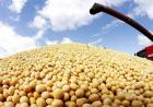 SANTA FE: EN LA BOLSA DE COMERCIO DE ROSARIO, LA SOJA ALCANZÓ SU VALOR MÁS ALTO EN 14 MESES