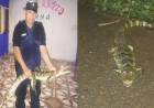 EN SALTA LA POLICÍA CAPTURÓ A DOS YACARÉS 