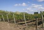 EL TURISMO DEL VINO PARA ATRAER VISITAS TRAS LA PANDEMIA, ES LA PROPUESTA QUE SE BUSCA POTENCIAR EN LA PAMPA