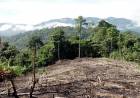 GREENPEACE DENUNCIA QUE EN CUATRO PROVINCIAS SE DEFORESTARON CASI 50.000 HECTÁREAS DURANTE LA CUARENTENA