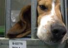 EN ESPAÑA DENUNCIAN QUE UN LABORATORIO SACRIFICARÁ CACHORROS DE RAZA BEAGLE TRAS UN EXPERIMENTO MÉDICO