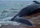 YA SON 13 BALLENAS MUERTAS EN LAS COSTAS DE CHUBUT: CRECE LA HIPÓTESIS DE LA INTOXICACIÓN POR LA "MAREA ROJA"