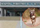 OTRO ATAQUE: UN PITBULL LE DESFIGURÓ LA CARA DE UNA NENA DE DOS AÑOS EN MENDOZA