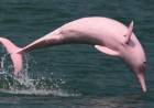 DELFINES ROSADOS EN ESTADOS UNIDOS