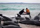 AYUDAN A VOLVER AL MAR A DECENAS DE BALLENAS VARADAS EN AUSTRALIA