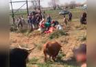 MIRÁ LOS VIDEOS: VOLCÓ UN CAMIÓN QUE TRANSPORTABA VACAS Y LAS FAENARON AL COSTADO DE LA RUTA