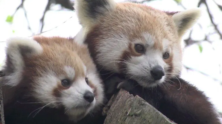 NACEN DOS PANDAS ROJOS EN UN ZOOLÓGICO FRANCÉS