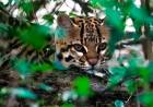 VIDEO DEL TERCER MAYOR FELINO DE AMÉRICA: LIBERARON A LA PRIMERA PAREJA DE OCELOTES EN EL PARQUE IBERÁ DE CORRIENTES