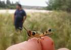 CÓRDOBA: SIMULACRO SOBRE CONTROL DE LANGOSTAS