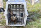 SAN LUIS: UN HALCÓN PEREGRINO REHABILITADO EN EL CENTRO DE CONSERVACIÓN DE VIDA SILVESTRE VOLVIÓ A SU HÁBITAT NATURAL