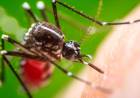 ANTE EL BROTE DE DENGUE, POR QUÉ LOS MOSQUITOS PICAN A UNOS MÁS QUE A OTROS: DETALLES DEL MECANISMO