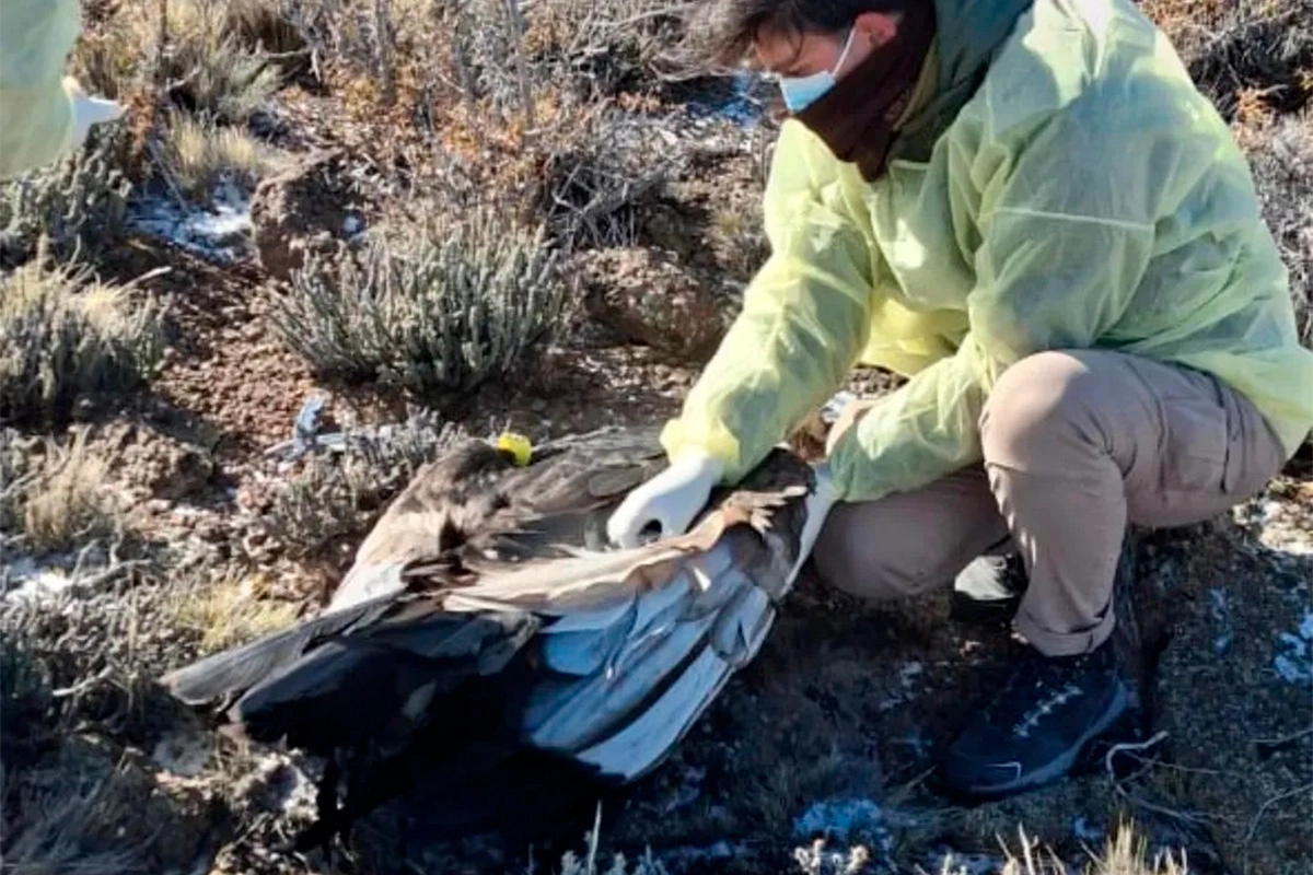 MURIÓ UN CÓNDOR ANDINO EN RÍO NEGRO TRAS INGERIR UN CEBO ENVENENADO