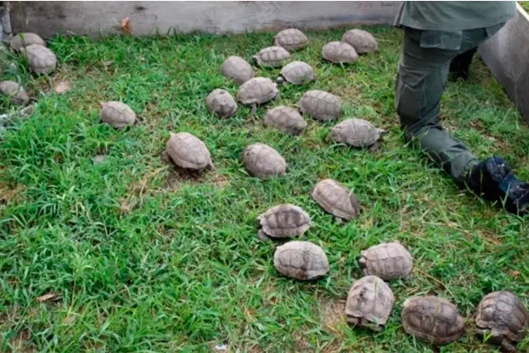 RESCATARON 150 TORTUGAS Y 100 LOROS EN UN OPERATIVO SOBRE LA RUTA 34