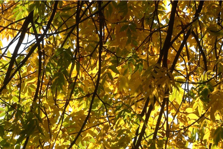 Comenzó el otoño en Argentina: qué cambios trae en clima y días