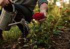 “Trescientas sesenta y cinco primaveras”: una poesía sobre el amor que florece cada día