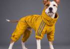 Glamour canino: Adidas y la tendencia de vestir a las mascotas