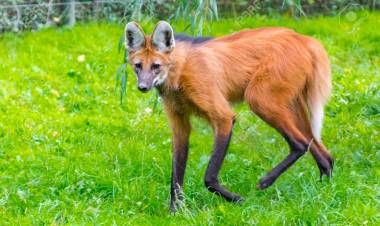 EN SAN LUIS SE HABRÍA VISTO UN AGUARÁ GUAZÚ EN LA ZONA DE EL TRAPICHE