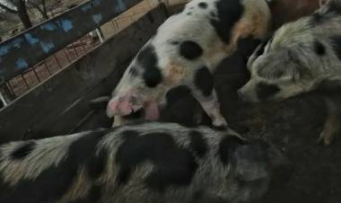 DETECTAN FALLAS EN LOS CONTROLES DEL FRIGORÍFICO DE LA PUNILLA SOBRE LOS CERDOS CONTAMINADOS CON TRIQUINOSIS