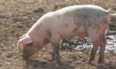 ALERTA POR TRIQUINOSIS EN MENDOZA