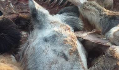 MENDOZA: TRES HOMBRES QUEDARON DETENIDOS POR ABIGEATO