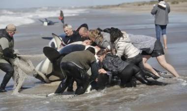 RESCATARON 6 DE LAS 7 ORCAS VARADAS EN MAR CHIQUITA
