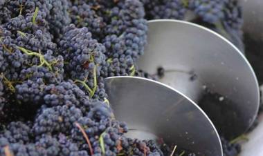 MENDOZA EXPORTÓ LA PRIMERA VENTA DE MOSTO A CHILE