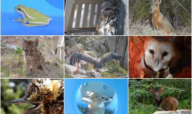 EN LO QUE VA DEL AÑO EL GOBIERNO DE LA PROVINCIA DE SAN LUIS YA RESCATÓ MÁS DE 350 ANIMALES