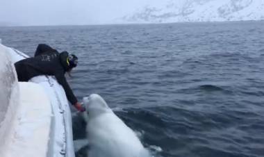 ¿PODRÍA LA BELUGA QUE JUEGA AL RUGBY ESTAR ENTRENADA POR EL EJÉRCITO RUSO?