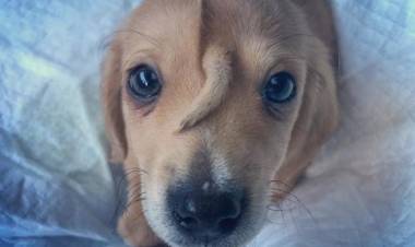 EE.UU.: NARVAL EL PERRO UNICORNIO BUSCA UN HOGAR