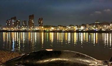 LONDRES: APARECIÓ UNA BALLENA MUERTA EN LA ORILLA DEL TÁMESIS