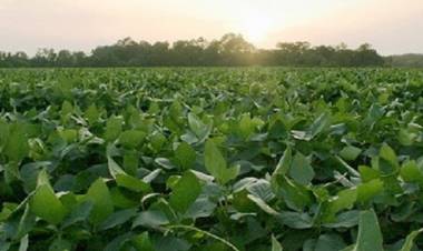 DECRETO PUBLICADO EN EL BOLETÍN OFICIAL: GOBIERNO MODIFICA RETENCIONES AL CAMPO, LAS LLEVA AL 9% Y LA SOJA PAGARÁ 27%