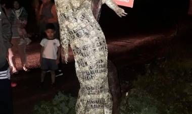 ENCONTRARON UN ENORME YACARÉ EN SALTA
