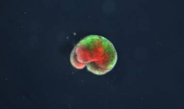 LA ERA DE LOS ROBOTS "VIVOS" LLEGÓ 