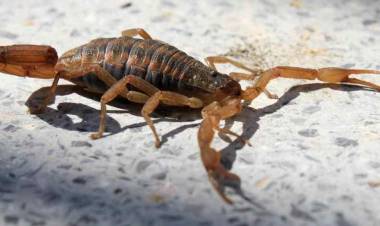 UN NIÑO GRAVE POR PICADURA DE ALACRÁN