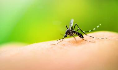 EN LA PROVINCIA DE SALTA CONTINÚA LA LUCHA CONTRA EL DENGUE