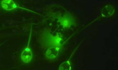 CIENTÍFICOS ISRAELÍES HALLARON EL PRIMER ANIMAL QUE NO NECESITA OXÍGENO PARA VIVIR