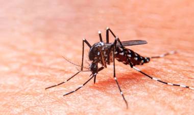 TUCUMÁN: 3167 CASOS DE DENGUE CONFIRMADOS Y UNA NUEVA MUERTE