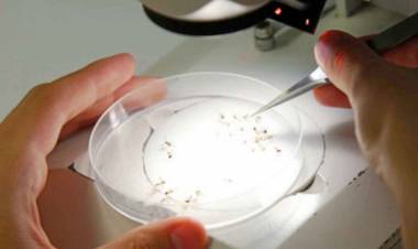 TUCUMÁN: MÁS DE 5.000 PERSONAS SE INFECTARON DE DENGUE, UN 87,5% SE RECUPERÓ HASTA EL MOMENTO