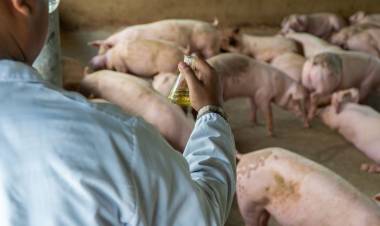 DESCUBRIERON EN CHINA OTRO NUEVO VIRUS SIMILAR A LA GRIPE H1N1 ¿ESTARÍAMOS EN PRESENCIA DE UNA NUEVA PANDEMIA?