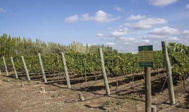 EL TURISMO DEL VINO PARA ATRAER VISITAS TRAS LA PANDEMIA, ES LA PROPUESTA QUE SE BUSCA POTENCIAR EN LA PAMPA