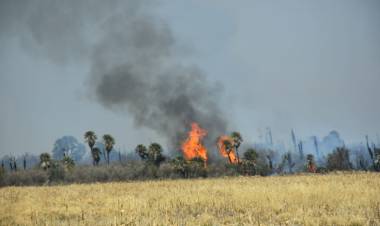 INCENDIOS FORESTALES EN SAN LUIS: EL FUEGO EN VILLA DEL CARMEN ARRASA CON EL BOSQUE NATIVO