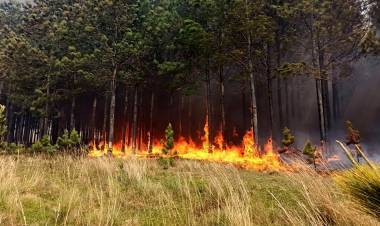 INCENDIOS FORESTALES: AÚN PERSISTEN FOCOS ACTIVOS EN SALTA, JUJUY Y CORRIENTES