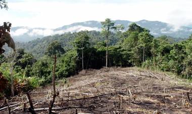 GREENPEACE DENUNCIA QUE EN CUATRO PROVINCIAS SE DEFORESTARON CASI 50.000 HECTÁREAS DURANTE LA CUARENTENA