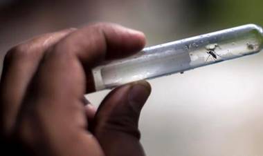 REPORTAN LOS PRIMEROS DOS CASOS IMPORTADOS DE DENGUE EN JUJUY