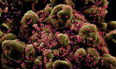 SEGÚN UN ESTUDIO, LA VARIANTE BRITÁNICA DEL COVID PUEDE SER HASTA DOS VECES MÁS MORTAL QUE OTRAS