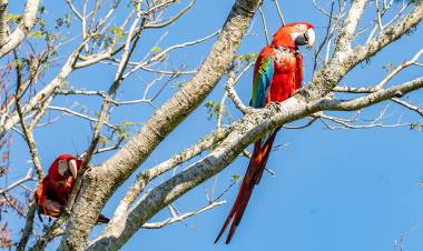 EN CORRIENTES VUELAN GUACAMAYOS ROJOS, UNA ESPECIE EXTINTA HACE MÁS DE 170 AÑOS