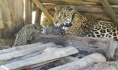 EN CORRIENTES LIBERARON A TRES YAGUARETÉS EN EL PARQUE NACIONAL IBERÁ
