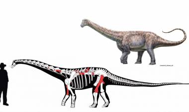 UN INVESTIGADOR ARGENTINO DEL CONICET PARTICIPÓ DEL DESCUBRIMIENTO DE UNA NUEVA ESPECIE DE TITANOSAURIO EN CHILE